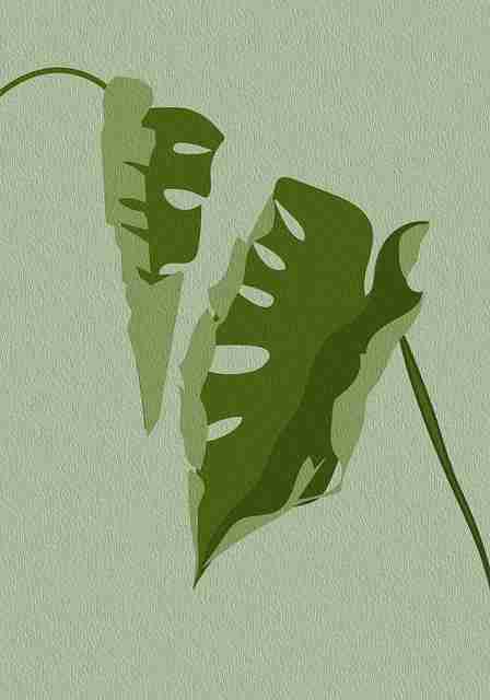 蘑菇视频——离线观影攻略体验秘籍